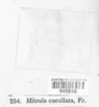 Heyderia cucullata image